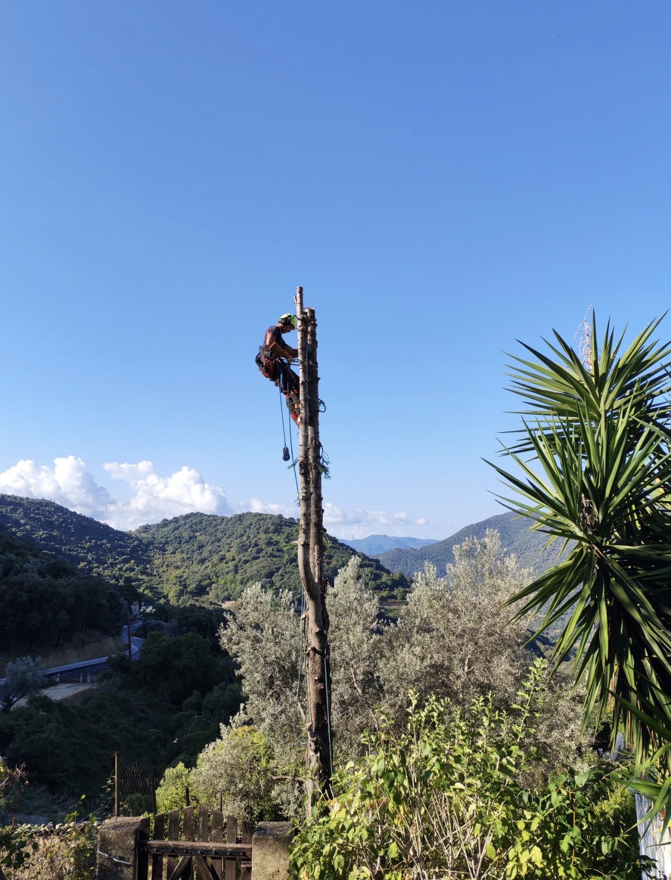 Abattage d'un arbre